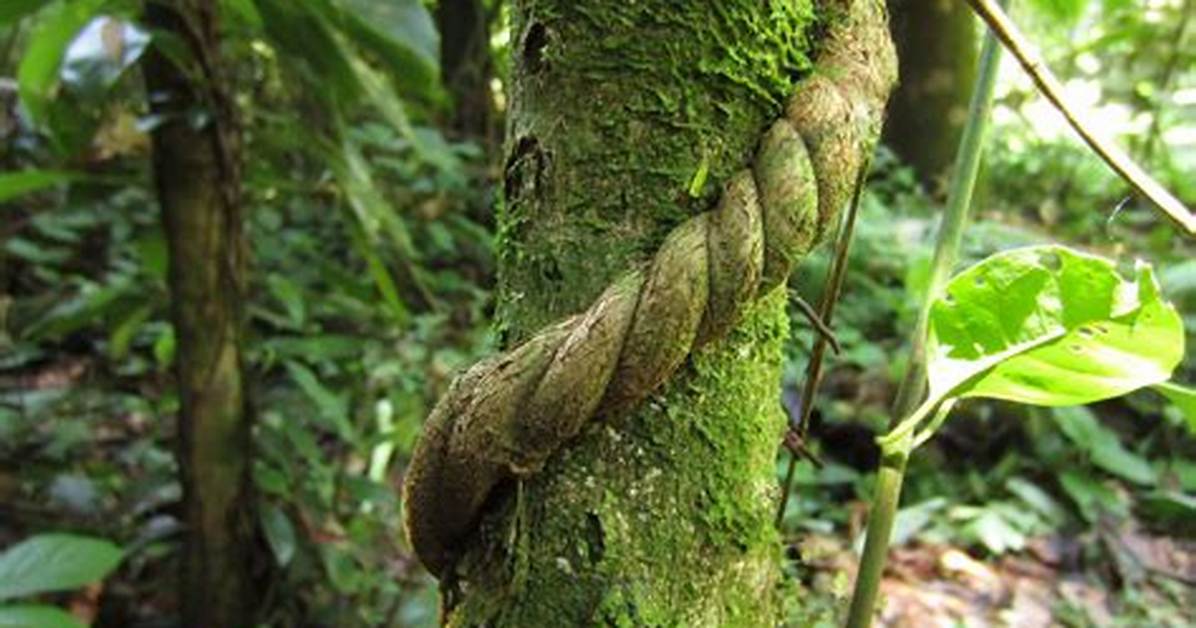 Growing Ayahuasca Vine