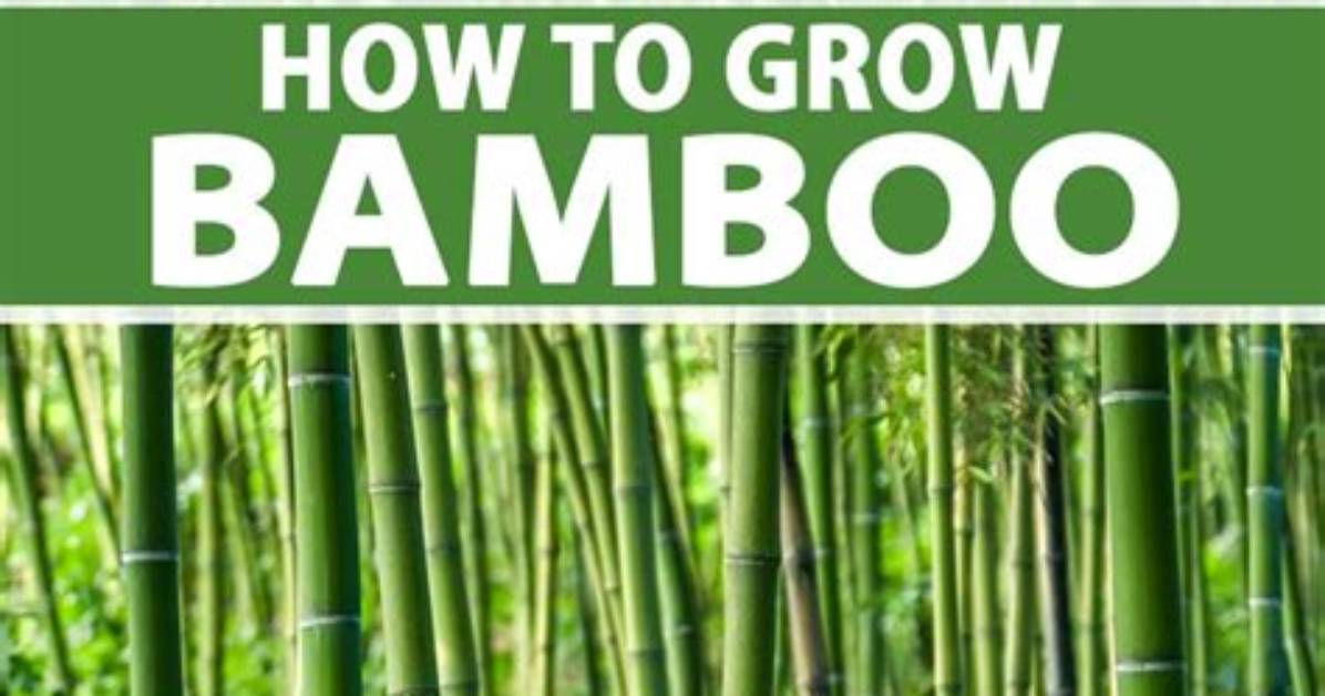 Growing Bamboo - How to Discuss
