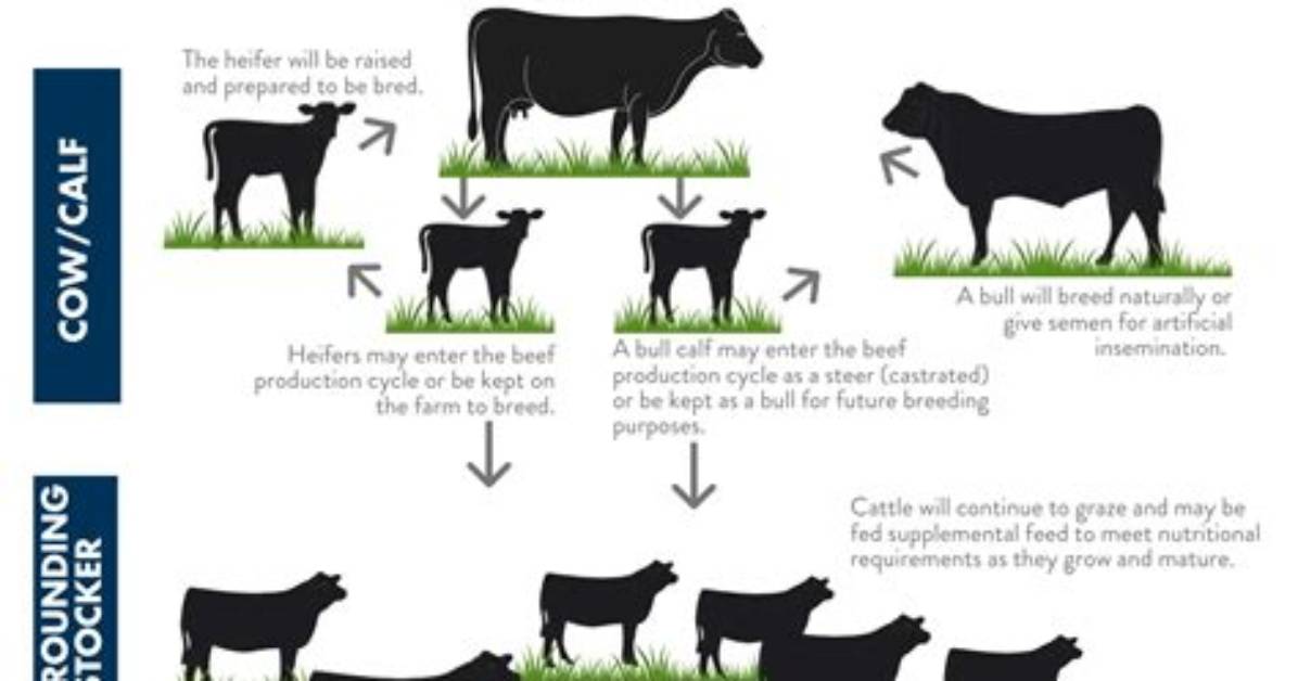 Guide to Purchasing, Breeding, Milk & Beef!