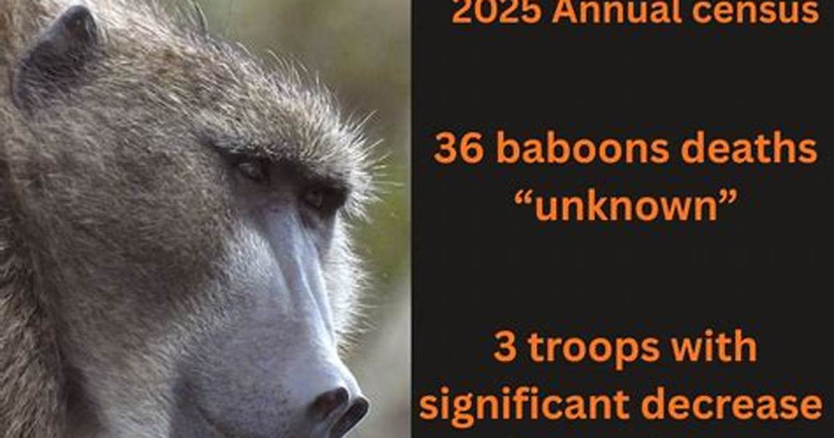 Has a Baboon Ever Killed a Human?