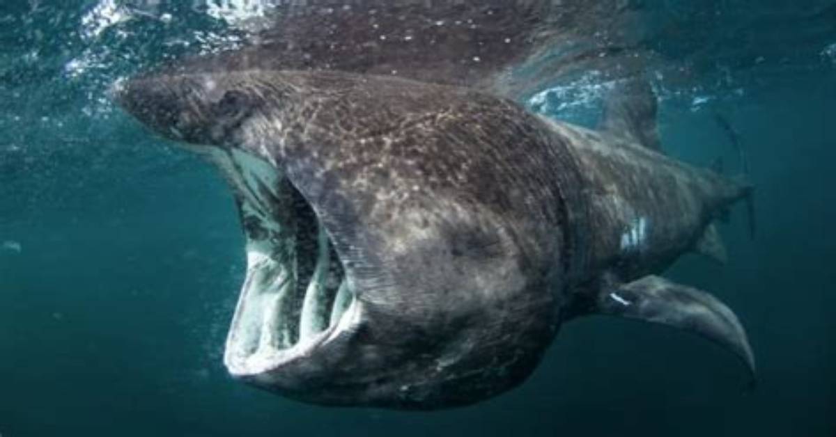 Has a Basking Shark Ever Eaten a Human?