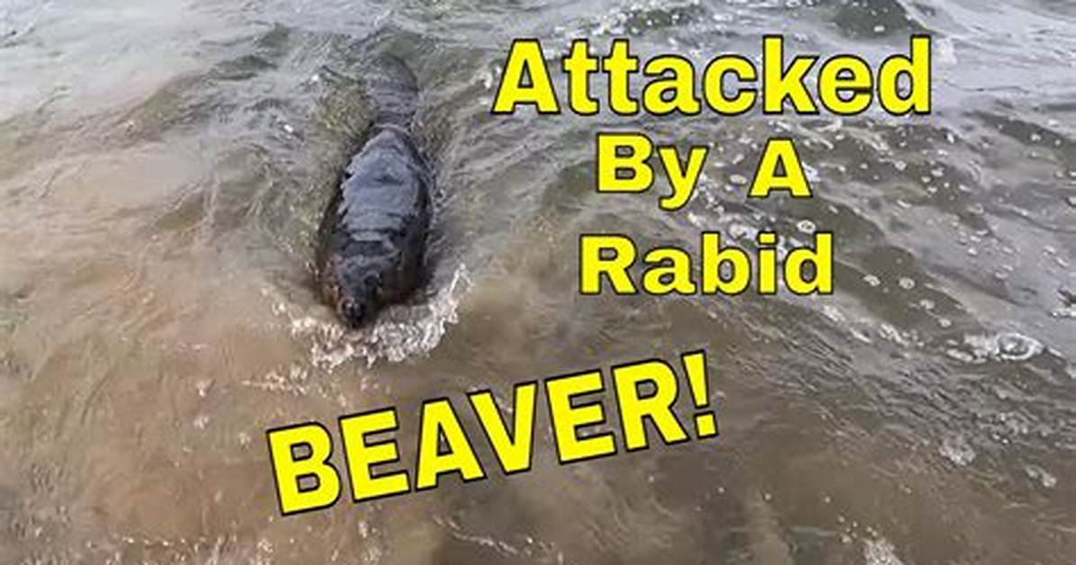 Has a Beaver Ever Killed Anyone?