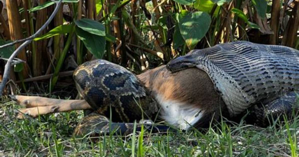 Has a Burmese Python Ever Eaten a Human?