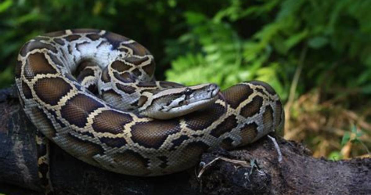 Has a Burmese Python?