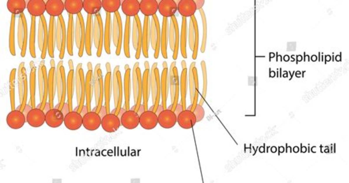 Has a Double Phospholipid Bilayer?