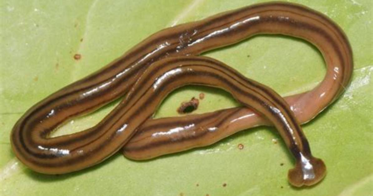 Has a Flattened Body Also Called Flatworm?