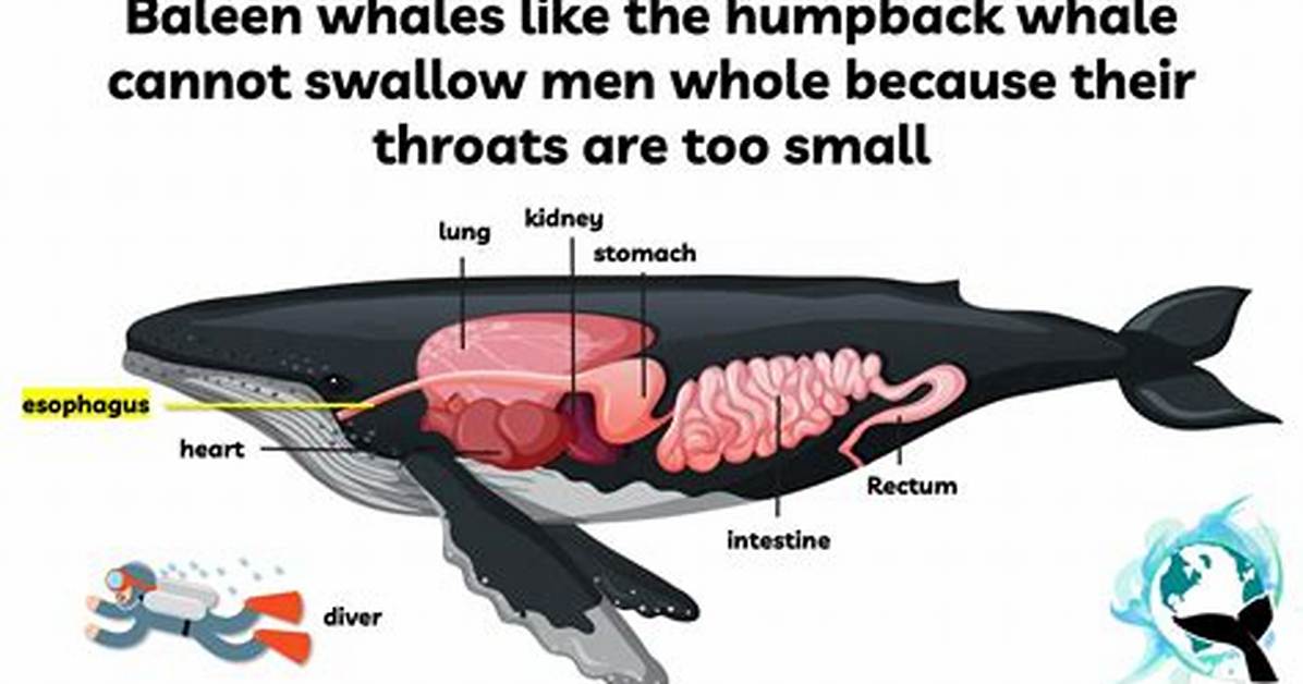 Has a Humpback Whale Ever Swallowed a Human?