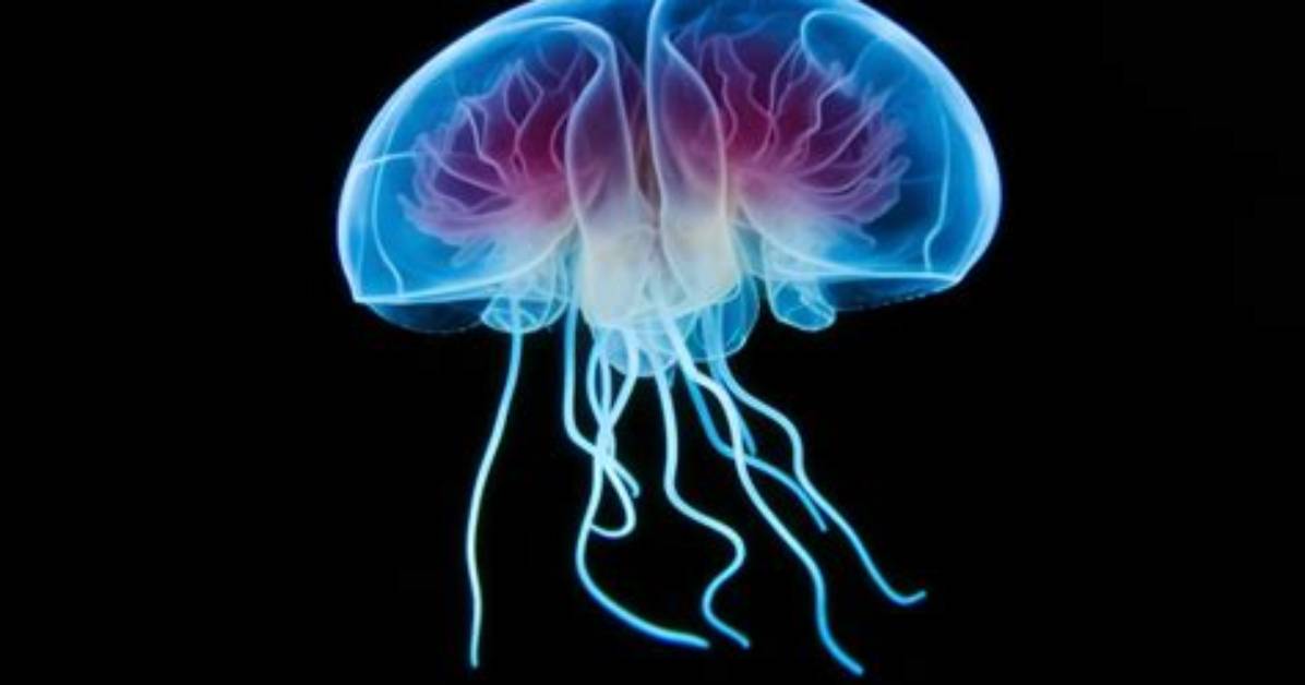 Has a Jellyfish Got a Brain?
