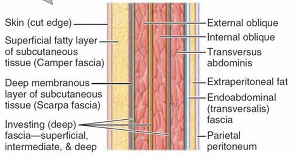 Has a Membranous Layer External to the Nucleocapsid?