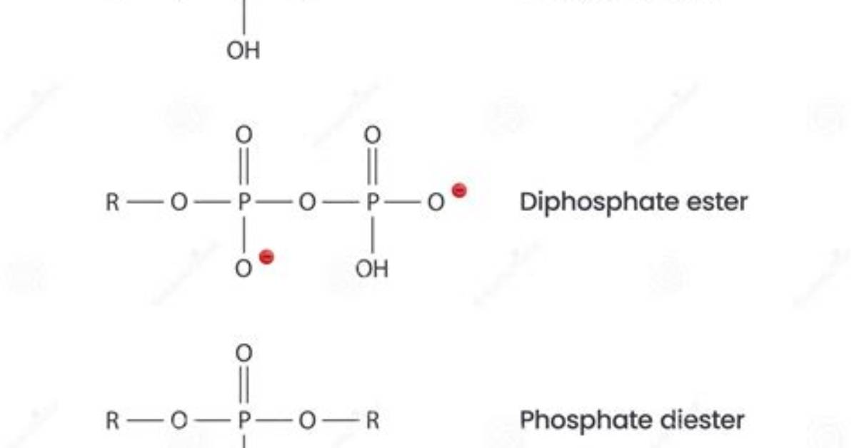 Has a Phosphate Group Removed?
