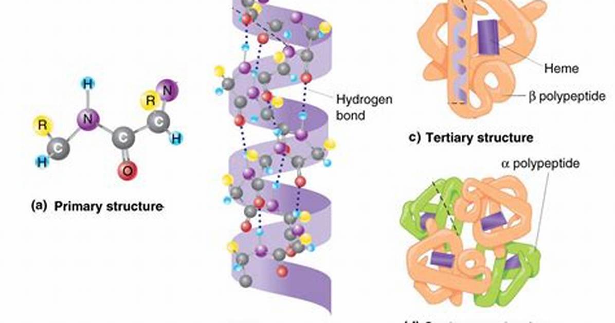 Has a Tertiary Structure That Recognizes the Substrate?