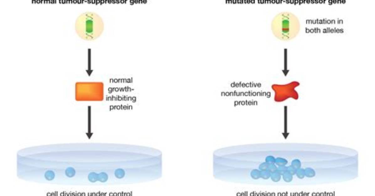 Has a Tumor Suppressor Function?