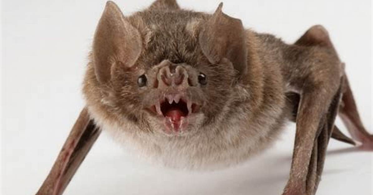 Has a Vampire Bat Ever Bitten a Human?