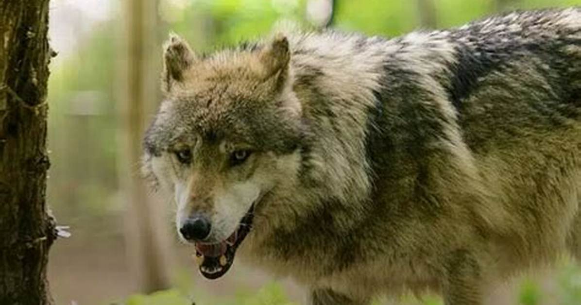 Has a Wolf Ever Attacked a Man?