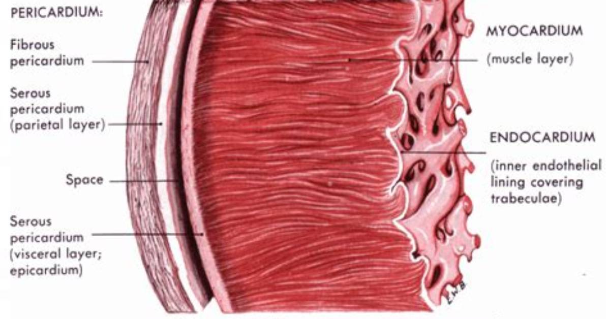 Has an Inner Layer Called the Epicardium?