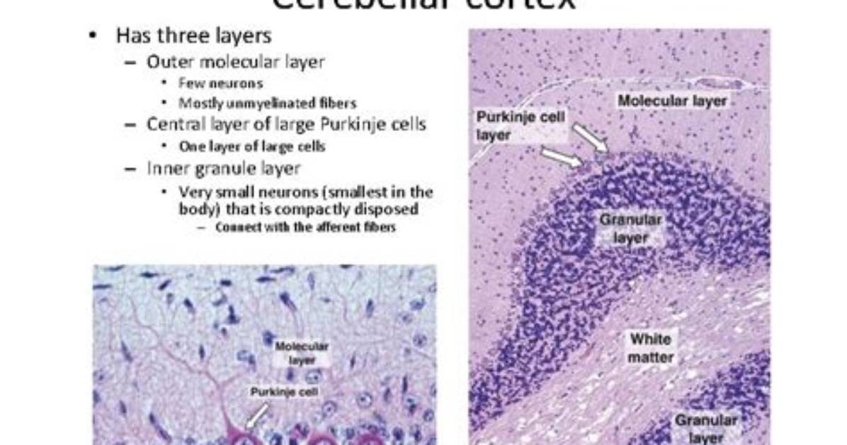 Has an Outer Layer Called the Cortex?