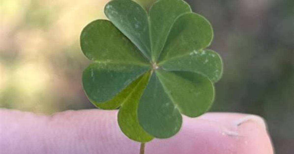 Has Anyone Found a Five Leaf Clover?