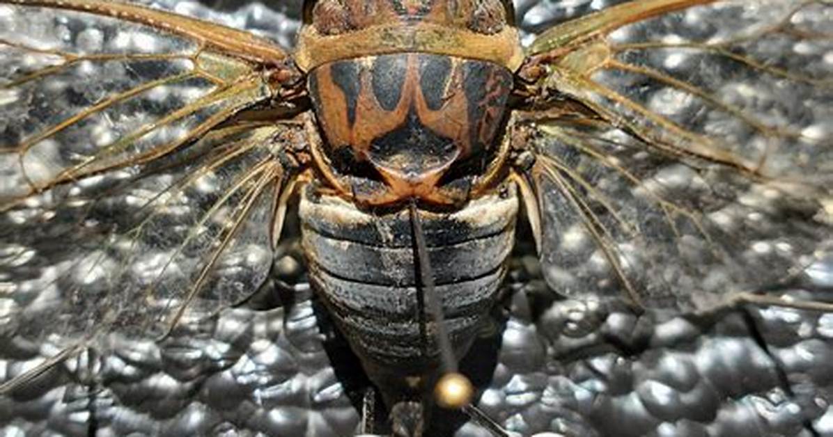 Has Anyone Seen Cicadas Yet?