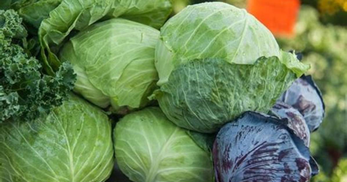 Has Cabbage Got Calcium?