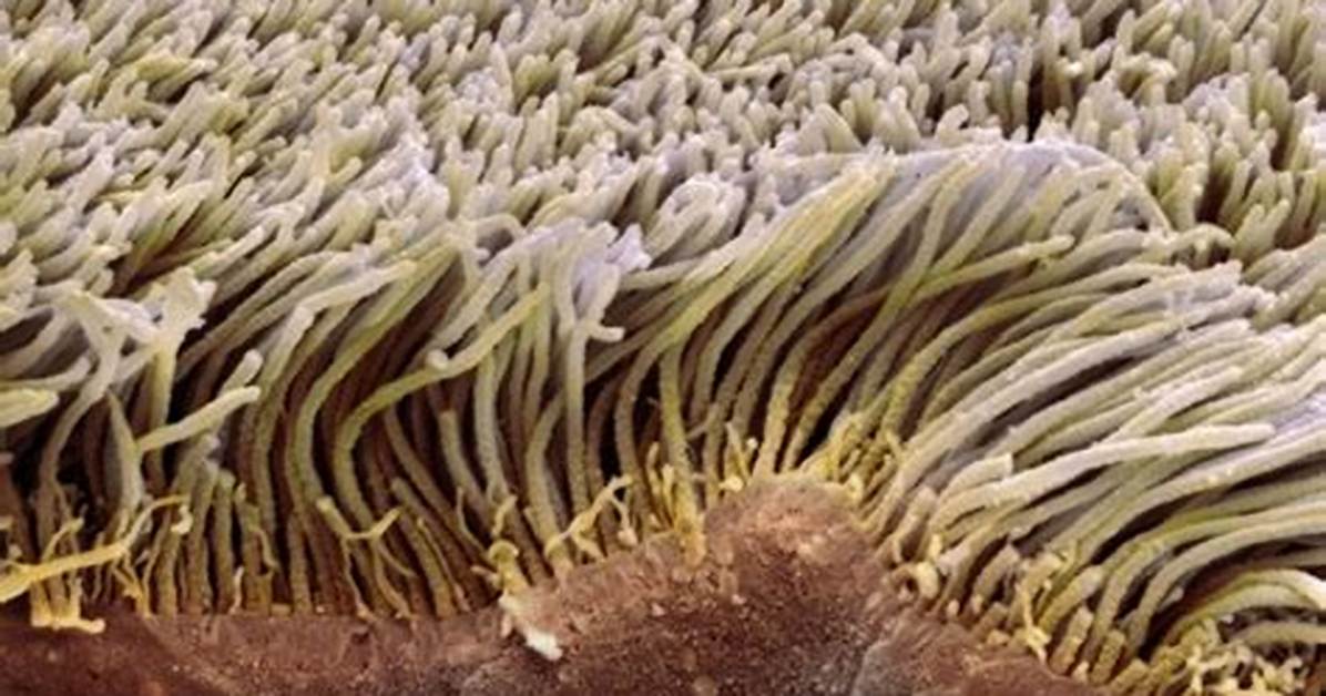Has Cilia That Can Move Things?