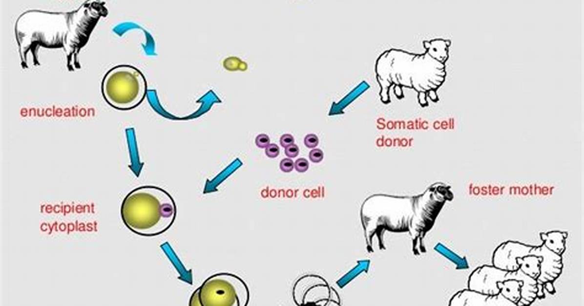 Has Cloning Been Successful?