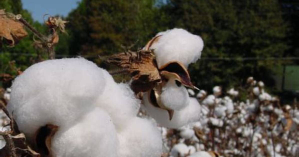 Has Cotton Been Genetically Modified?