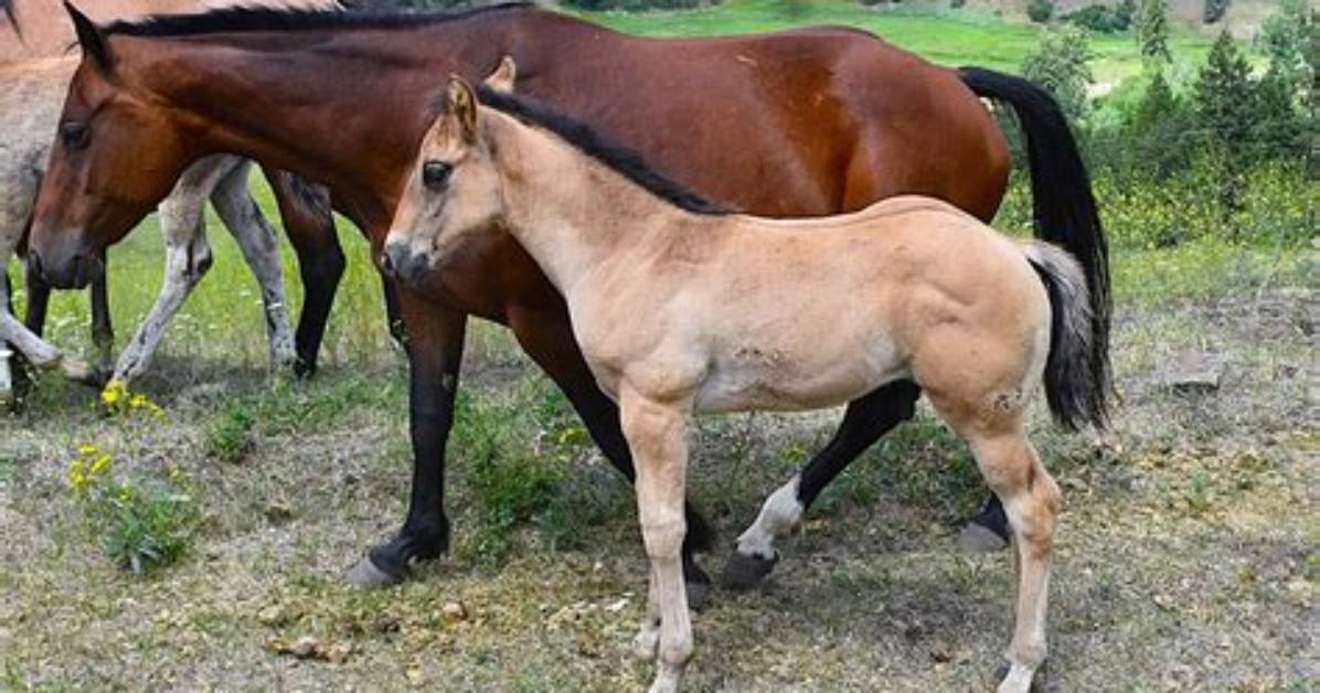 Has Enabled Had Any Foals?