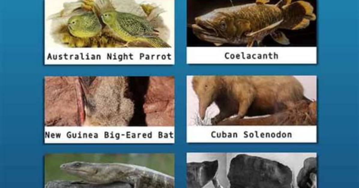 Has Extinct or Alive Found Any Animals?