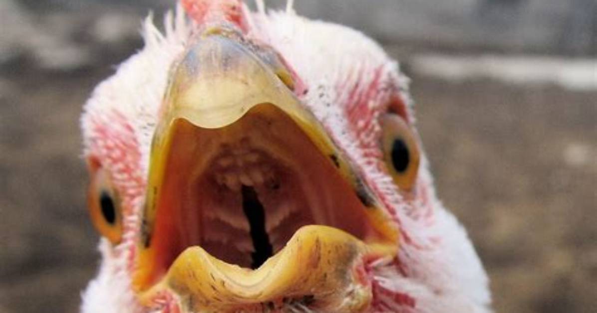 Has Hens Got Teeth?