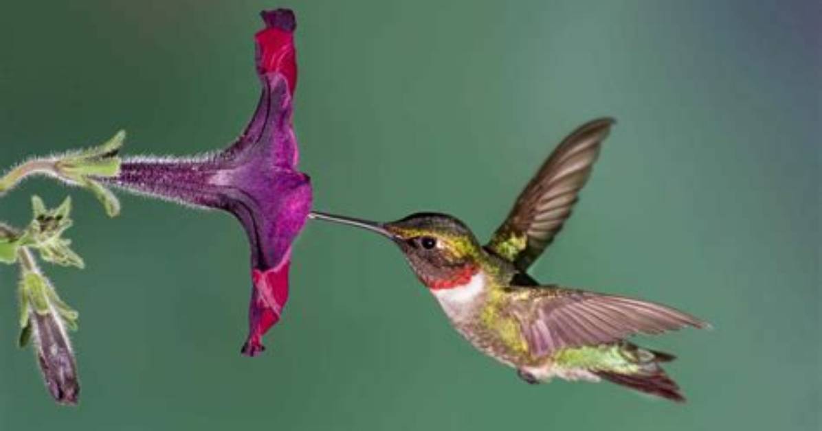 Has Hummingbird Migration Started?