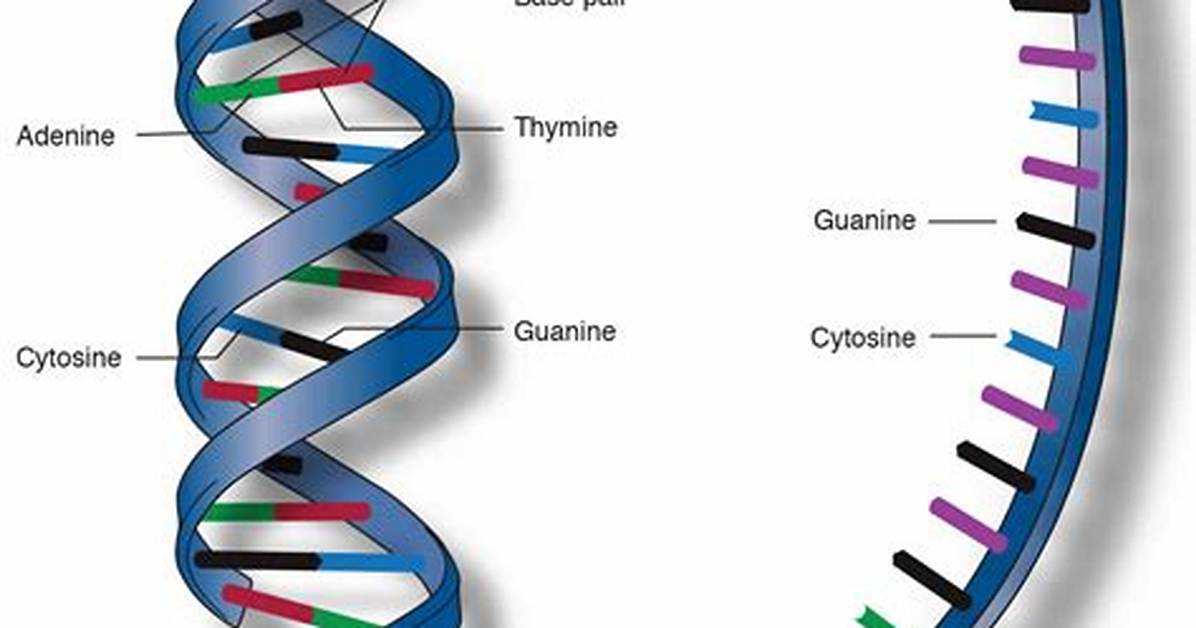 Has No Nucleic Acid?