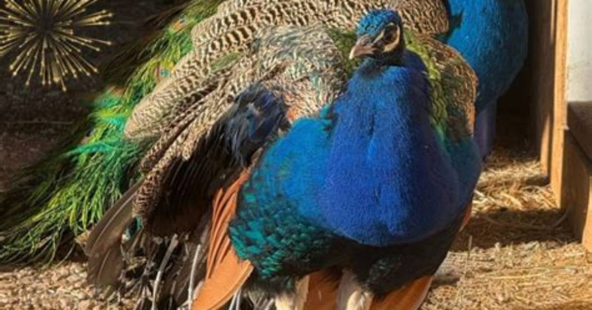 Has Peacocks Been Saved?