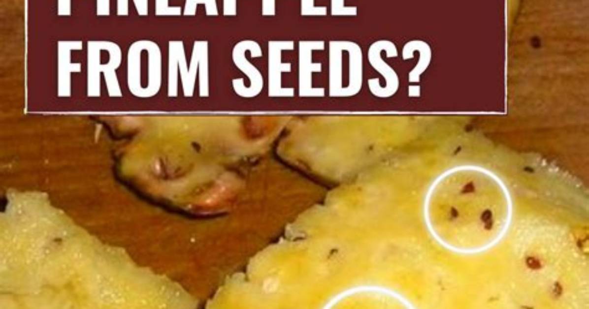 Has Pineapple Got Seeds?