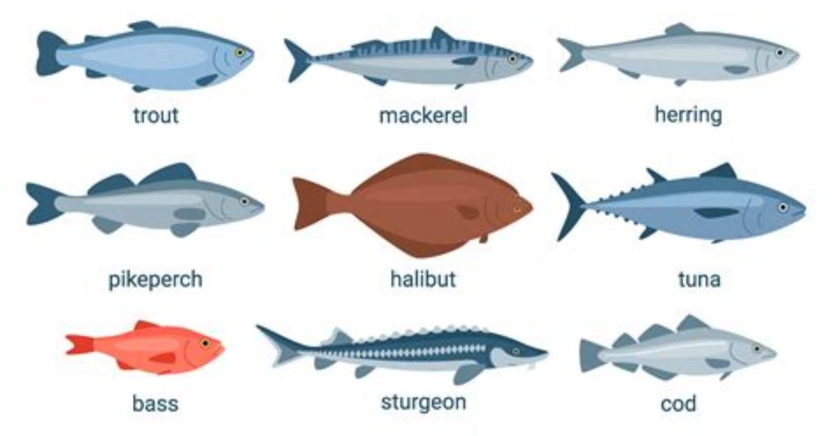 Has Plaice Got Bones?