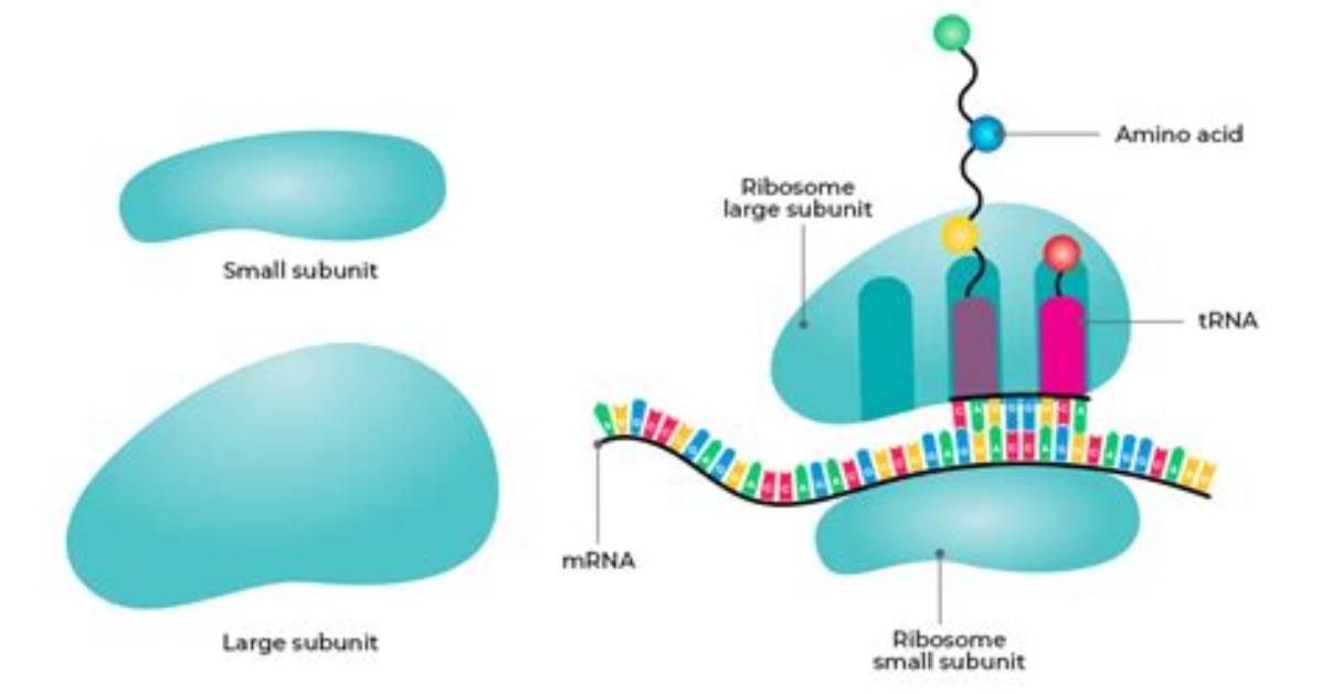 Has Ribosomes Attached Modifies Proteins?