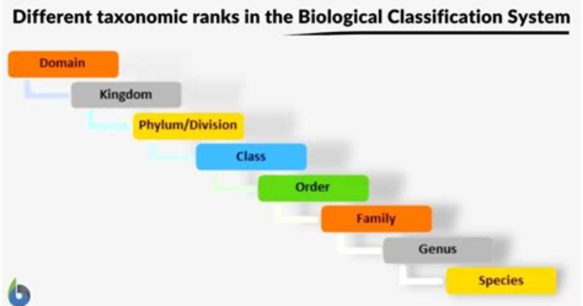 Has Taxonomy Changed over Time?