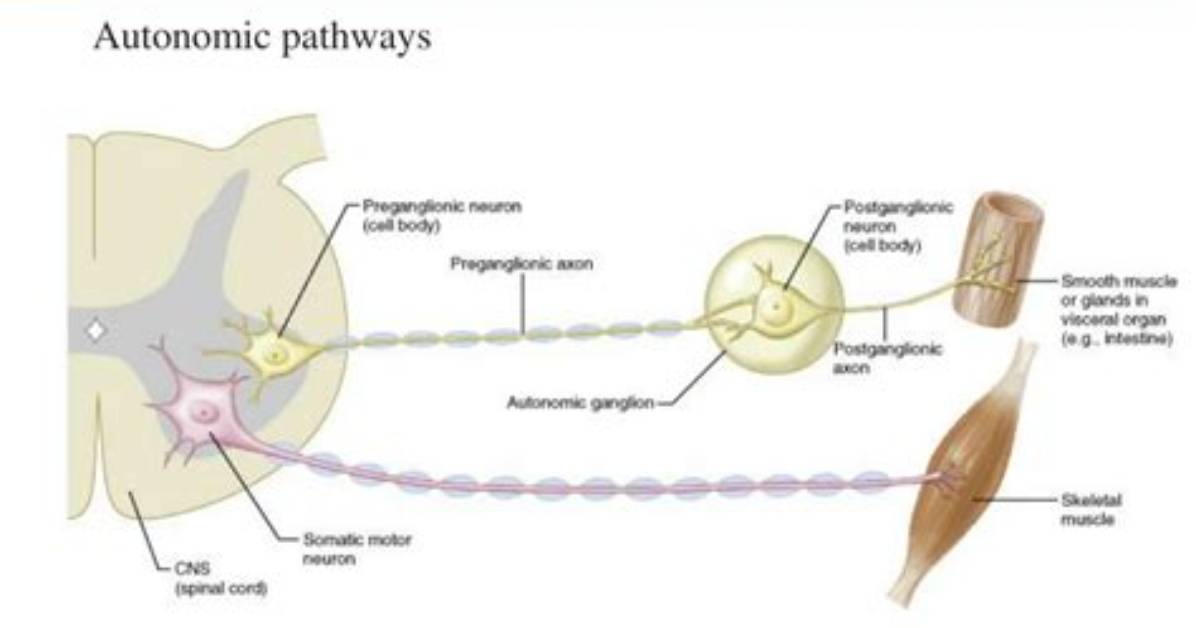 Has Two Efferent Neurons?