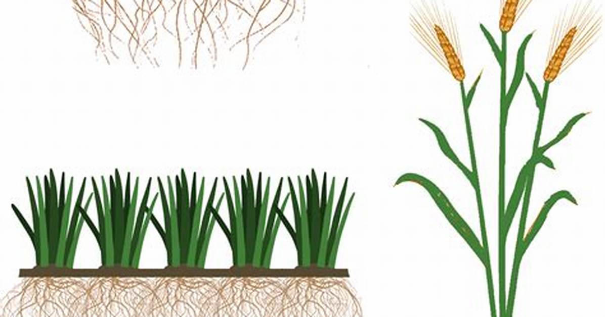Has Wheat Tap Root?