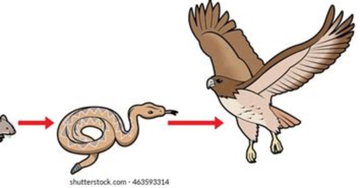 Hawks Food Chain