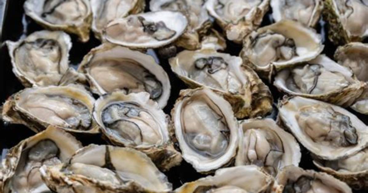 Hep a Oysters
