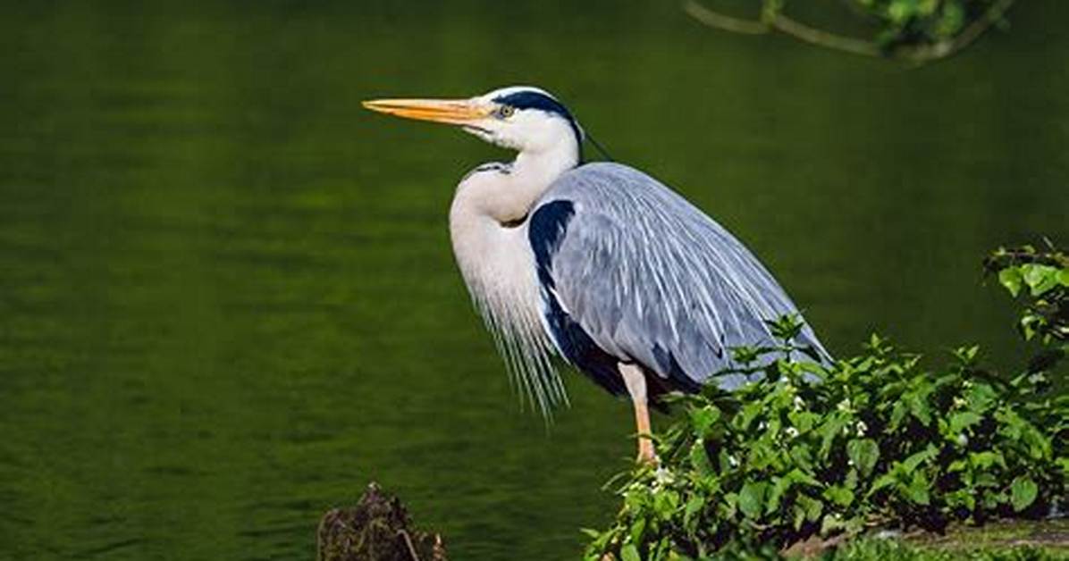 Heron
