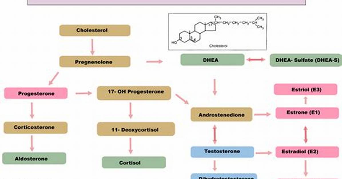 Hormone Cascade Pathway