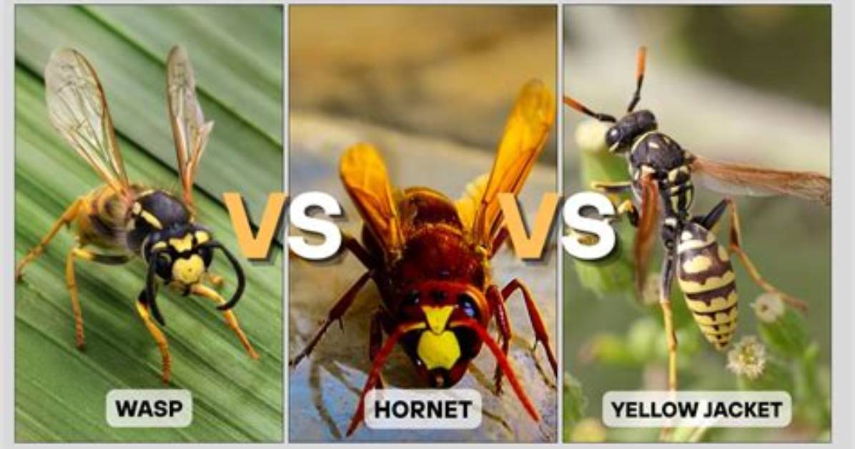 Hornet vs Wasp vs Yellow Jacket