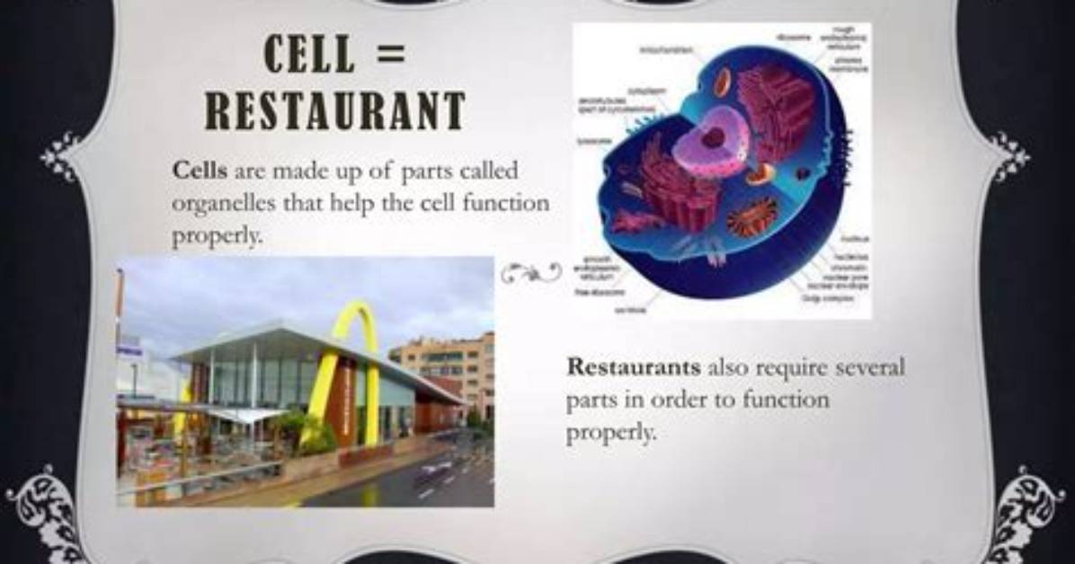 How a Cell Is Like a Restaurant