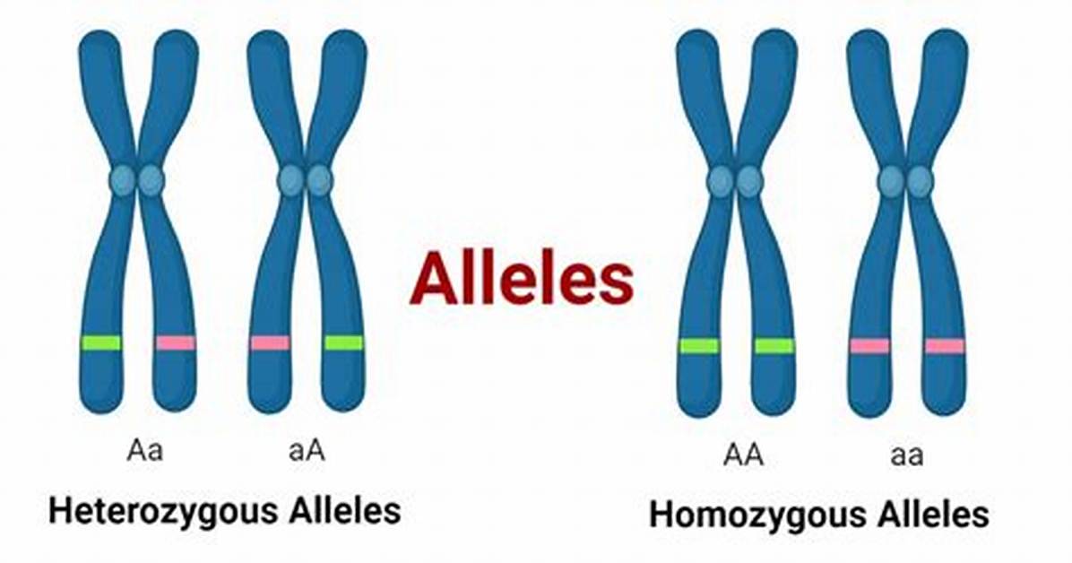 How Are Alleles Different?