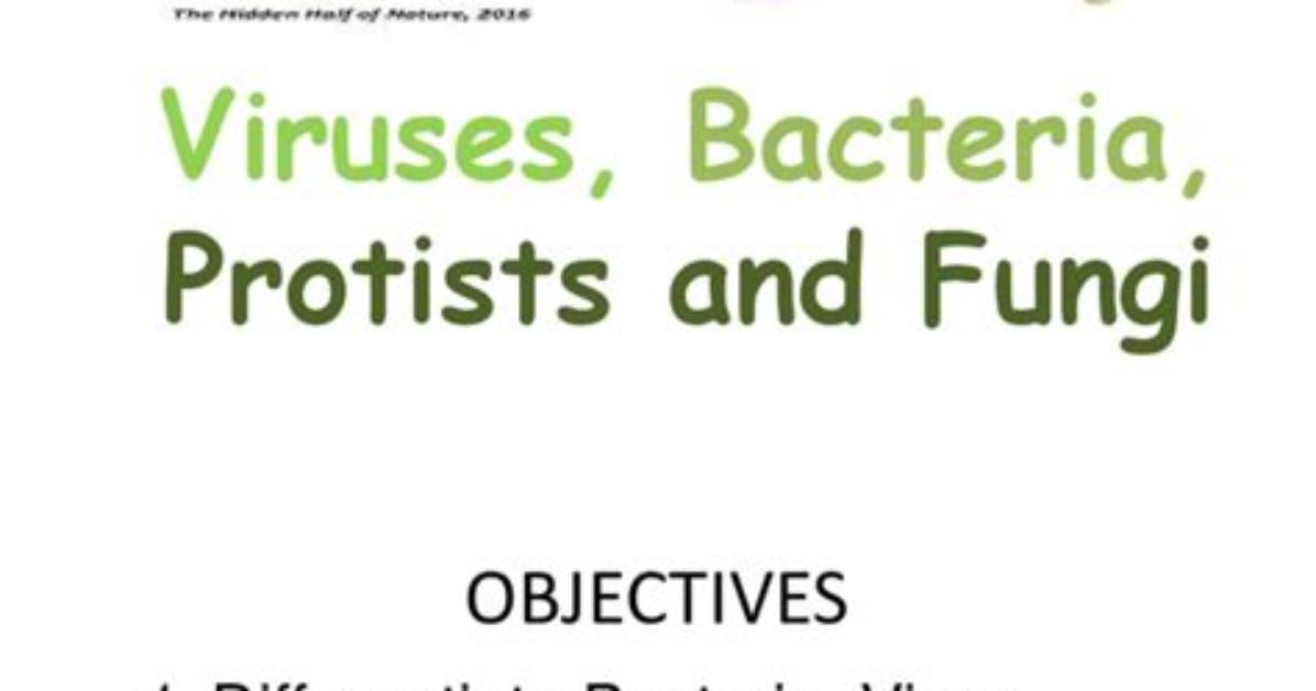 How Are Bacteria and Protists Different