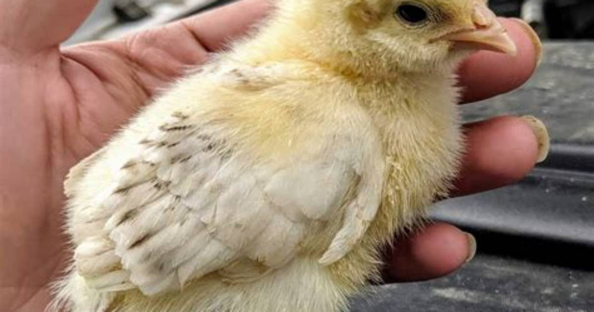How Are Chickens Depopulated?