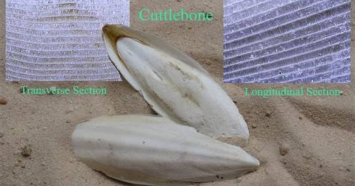 How Are Cuttlebones Made?