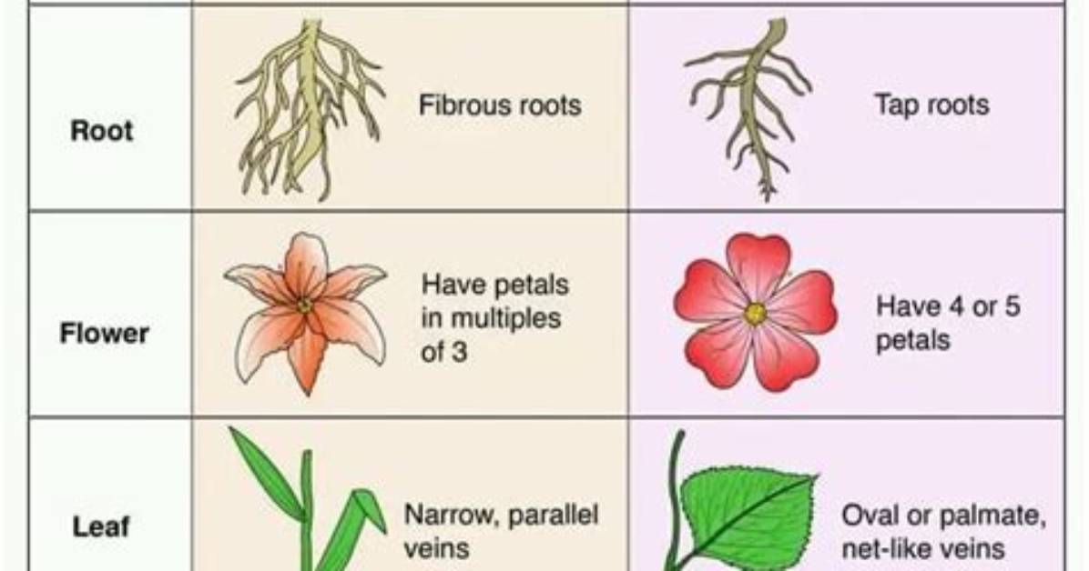 How Are Dicots Pollinated?