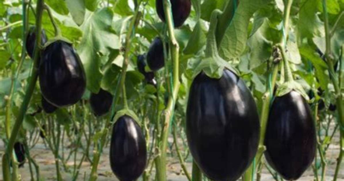 How Are Eggplants Produced